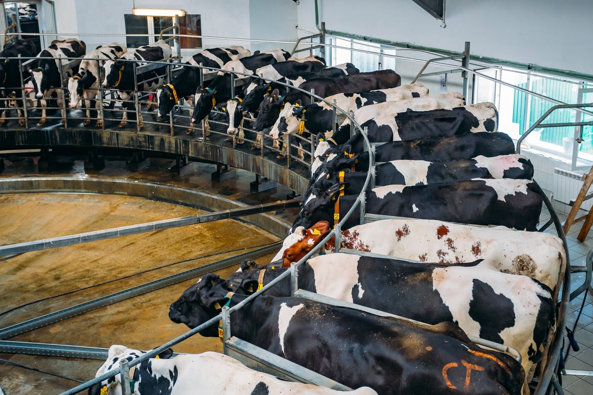 Vacas en ordeña en sala automatizada de un rancho lechero